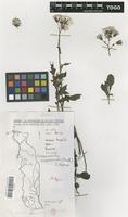 Filed as Crassocephalum crepidioides (Benth.) S.Moore [family COMPOSITAE]