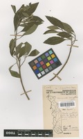 Filed as Vernonia amygdalina Delile [family COMPOSITAE]
