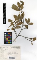 Filed as Erythroxylum emarginatum Thonn. [family ERYTHROXYLACEAE]