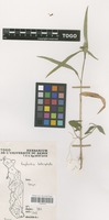 Filed as Euphorbia heterophylla L. [family EUPHORBIACEAE]