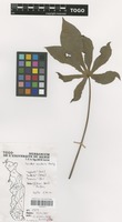 Filed as Manihot esculenta Crantz [family EUPHORBIACEAE]