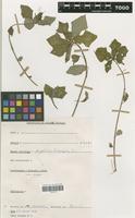 Filed as Euphorbia heterophylla L. [family EUPHORBIACEAE]