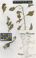 Filed as Crassocephalum crepidioides (Benth.) S.Moore [family COMPOSITAE]