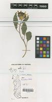 Filed as Helianthus annuus [family COMPOSITAE]