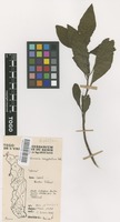 Filed as Vernonia amygdalina Delile [family COMPOSITAE]