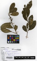 Filed as Erythroxylum emarginatum Thonn. [family ERYTHROXYLACEAE]