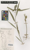 Filed as Euphorbia heterophylla L. [family EUPHORBIACEAE]