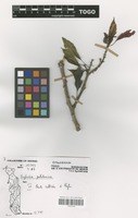 Filed as Euphorbia pulcherrima Willd. ex Klotzsch [family EUPHORBIACEAE]
