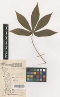 Filed as Manihot esculenta Crantz [family EUPHORBIACEAE]