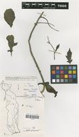 Filed as Crassocephalum crepidioides (Benth.) S.Moore [family COMPOSITAE]