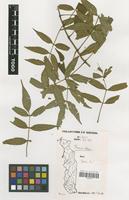 Filed as Spathodea campanulata P.Beauv. [family BIGNONIACEAE]