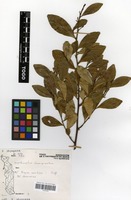Filed as Erythroxylum emarginatum Thonn. [family ERYTHROXYLACEAE]