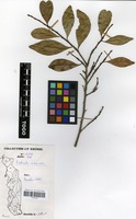 Filed as Erythroxylum emarginatum Thonn. [family ERYTHROXYLACEAE]
