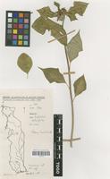 Filed as Euphorbia heterophylla L. [family EUPHORBIACEAE]