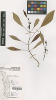 Filed as Euphorbia pulcherrima Willd. ex Klotzsch [family EUPHORBIACEAE]