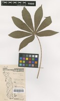 Filed as Manihot esculenta Crantz [family EUPHORBIACEAE]