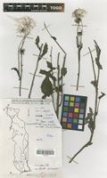 Filed as Crassocephalum crepidioides (Benth.) S.Moore [family COMPOSITAE]