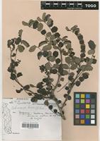Filed as Sclerocarya birrea (A. Rich.) Hochst. [family ANACARDIACEAE]
