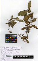 Filed as Erythroxylum emarginatum Thonn. [family ERYTHROXYLACEAE]
