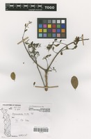 Filed as Hymenocardia acida Tul. [family EUPHORBIACEAE]