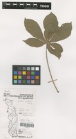 Filed as Manihot esculenta Crantz [family EUPHORBIACEAE]