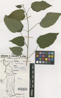Filed as Mallotus oppositifolius (Geiseler) Müll.Arg. [family EUPHORBIACEAE]