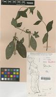 Filed as Justicia flava (Forssk.) Vahl [family ACANTHACEAE]