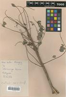 Filed as Sclerocarya birrea (A. Rich.) Hochst. [family ANACARDIACEAE]