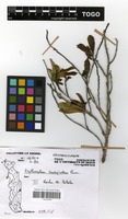 Filed as Erythroxylum emarginatum Thonn. [family ERYTHROXYLACEAE]