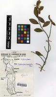 Filed as Erythroxylum emarginatum Thonn. [family ERYTHROXYLACEAE]