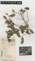 Filed as Hymenocardia acida Tul. [family EUPHORBIACEAE]