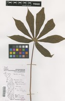 Filed as Manihot esculenta Crantz [family EUPHORBIACEAE]