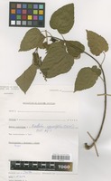 Filed as Mallotus oppositifolius (Geiseler) Müll.Arg. [family EUPHORBIACEAE]