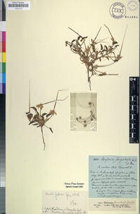 Filed as Monsonia senegalensis Guill. & Perr. [family MALVACEAE]
