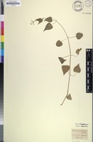 Filed as Adenocline acuta (Thunb.) Baill. [family EUPHORBIACEAE]