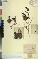 Holotype of Sclerocroton integerrimus Hochst. [family EUPHORBIACEAE]