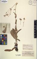 Filed as Alepidea peduncularis Steud. ex A.Rich. [family APIACEAE]