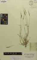 Syntype of Aegilops persica Boiss. [family POACEAE]