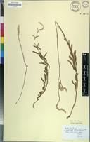Isotype of Lestibudesia caffra Meisn. [family AMARANTHACEAE]