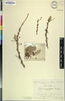 Filed as Boscia angustifolia A.Rich. [family CAPPARACEAE]