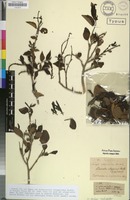 Holotype of Sclerocroton integerrimus Hochst. [family EUPHORBIACEAE]