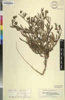 Filed as Hibiscus articulatus Hochst. ex A.Rich. [family MALVACEAE]