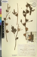 Filed as Hibiscus cannabinus L. [family MALVACEAE]