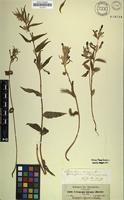 Isotype of Ceropegia abyssinica Decne. [family APOCYNACEAE]