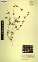 Filed as Justicia odora Lam. [family ACANTHACEAE]