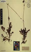 Filed as Valeriana capensis Thunb. [family VALERIANACEAE]
