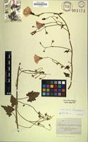 Holotype of Convolvulus quardiflorus Hochst. [family CONVOLVULACEAE]