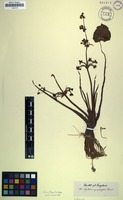 Filed as Limnophyton obtusifolium (L.) Miq. [family ALISMATACEAE]