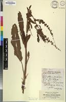 Isosyntype of Rumex steudelii Hochst. ex A.Rich. [family POLYGONACEAE]