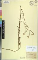 Isotype of Lestibudesia caffra Meisn. [family AMARANTHACEAE]